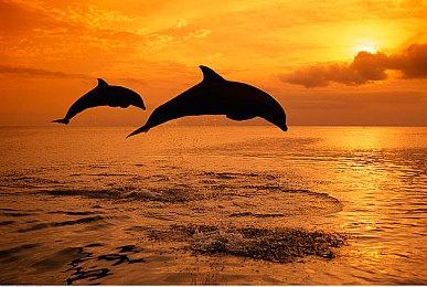 2025 indiePlay中国独立游戏大赛入围名单公布！